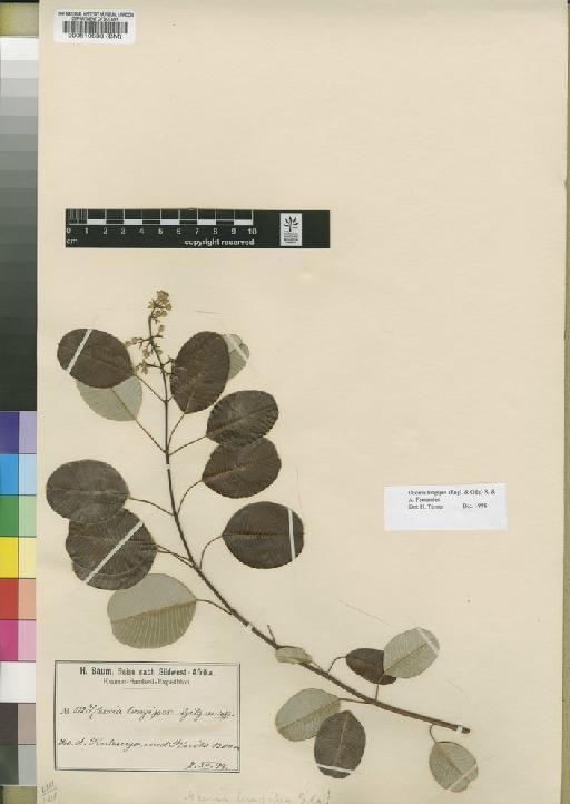 Ozoroa longipes (Engl. & Gilg) R.Fern. & A.Fern. - BM000510633