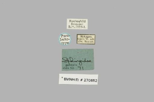Polyptychus baxteri Rothschild & Jordan, 1908 - BMNH(E)_270652_Polyptychus_baxteri_female_PLT_labels.jpg