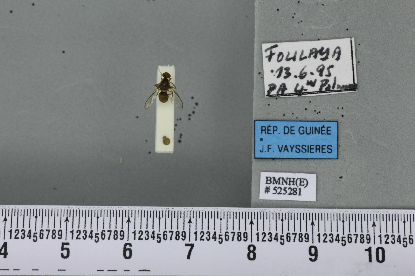 Dacus guineensis