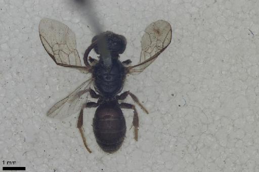 Melitta villosula Kirby, 1802 - 013380582-NHMUK-Melitta_villosula-lectotype-male-habitus-dorsal-1_25x