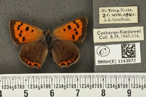 Lycaena phlaeas eleus ab. partimauroradiata Leeds, 1938 - BMNHE_1143972_108954
