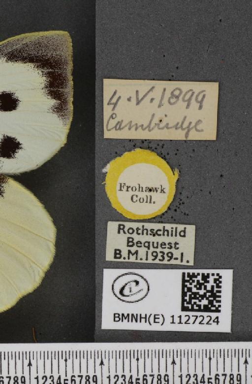 Pieris brassicae ab. postice-ochreata Verity, 1919 - BMNHE_1127224_label_84440