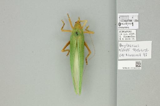 Phyllozelus (Phyllozelus) abbotti Hebard, 1922 - 012496567_73588_93359