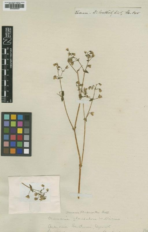 Arenaria glandulosa Williams - BM000946337