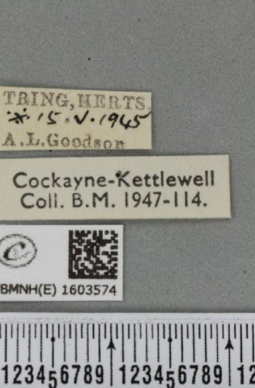 Xanthorhoe ferrugata ab. unidentaria Haworth, 1809 - BMNHE_1603574_label_310858