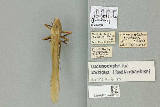 Euconocephalus indicus (Redtenbacher, 1891) - 012498193_72150_92798