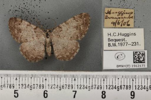 Aethalura punctulata ab. intermedia Lempke, 1952 - BMNHE_1912173_485257