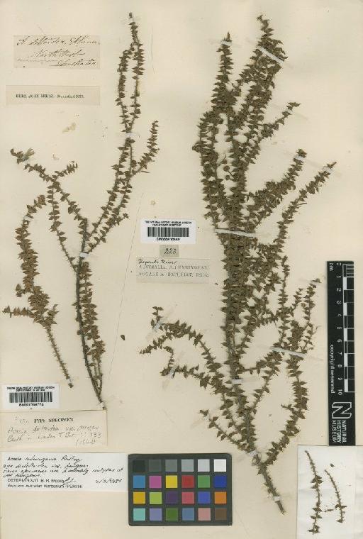 Acacia adenogonia (Pedley) R.S.Cowan & Maslin - BM000796774