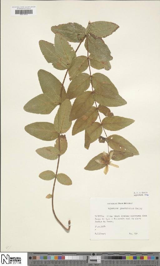 Hypericum grandifolium Choisy - BM001204420