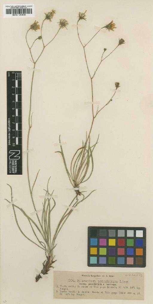 Hieracium porrifolium L. - BM001050545