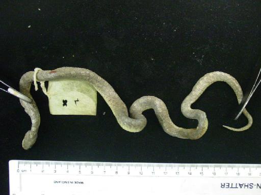 Dasypeltis scabra Linnaeus, 1758 - Dasypeltis loverigei 1938.4.7.20 001.JPG