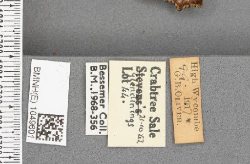 Aglais urticae ab. albapicata Cabeau, 1925 - BMNHE_1049601_label_45067
