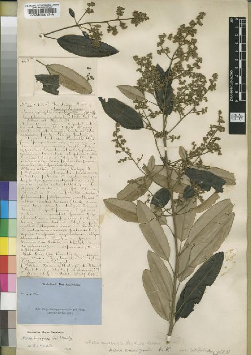 Ozoroa insignis subsp. latifolia (Engl.) R.Fern. - BM000510629