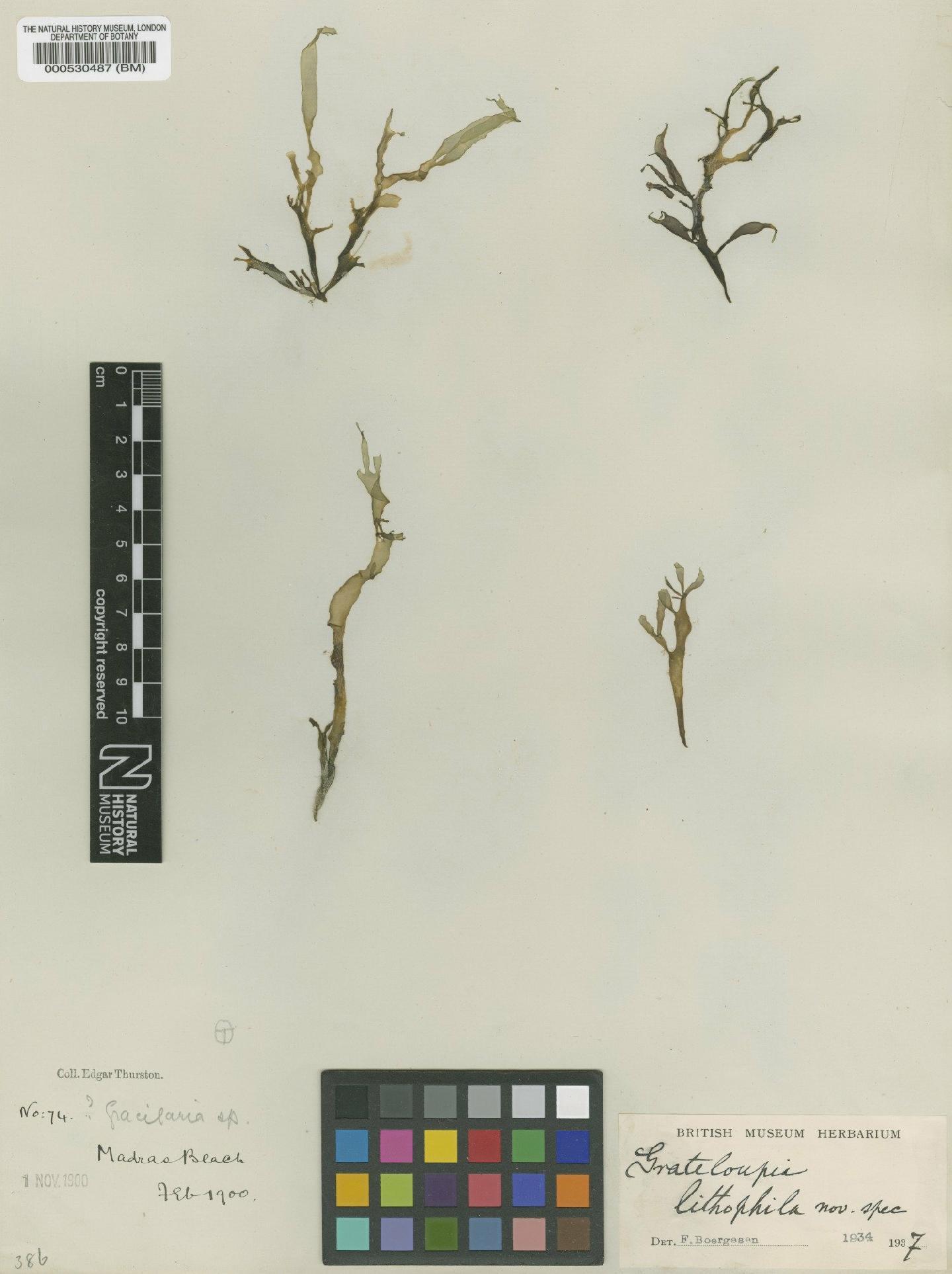 To NHMUK collection (Grateloupia lithophila Børgesen; Type; NHMUK:ecatalogue:4857496)