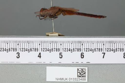 Trithemis yerburii Kirby, 1890 - 013323488_lateral