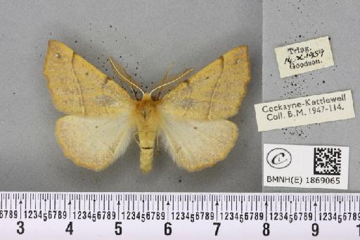 Colotois pennaria (Linnaeus, 1761) - BMNHE_1869065_450443