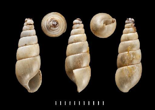 Achatina leptospira Benson, 1865 - 1946.10.16.13, SYNTYPE, Achatina leptospira Benson, 1865