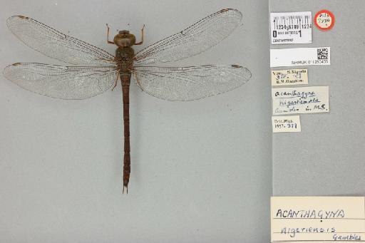 Acanthagyna nigeriensis Gambles, 1956 - 011250455_dorsal