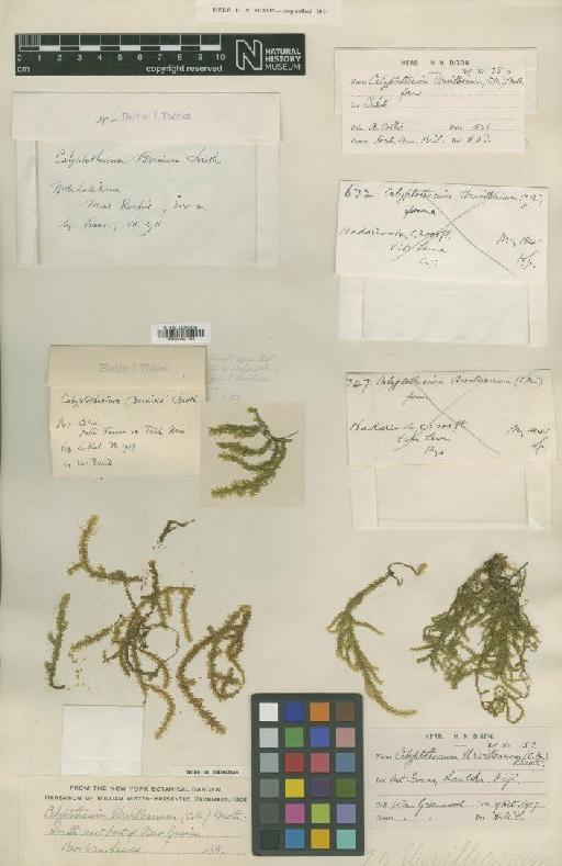 Calyptothecium urvilleanum (Müll.Hal.) Broth. - BM000987795_a