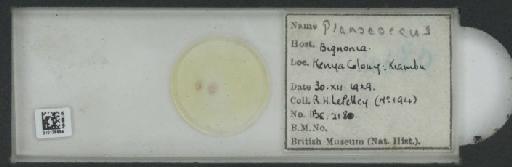 Planococcus Ferris, 1950 - 010138894_117334_7804811