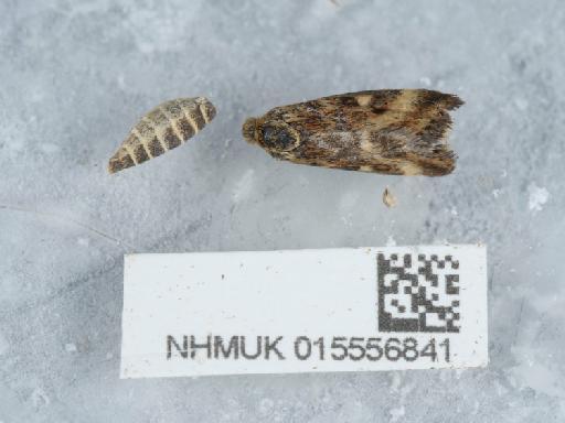 Pyrausta despicata (Scopoli, 1763) - 015556841_1