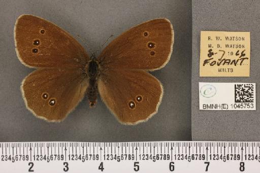 Aphantopus hyperantus ab. hyperophthalma Stauder, 1922 - BMNHE_1045753_20711