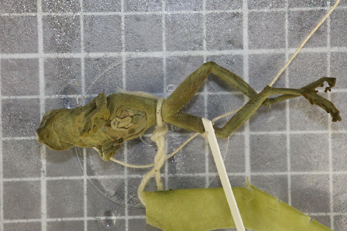 Rhacophorus turpes thumbnail