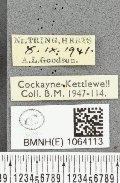 Coenonympha pamphilus ab. partimtransformis Leeds, 1950 - BMNHE_1064113_label_25277