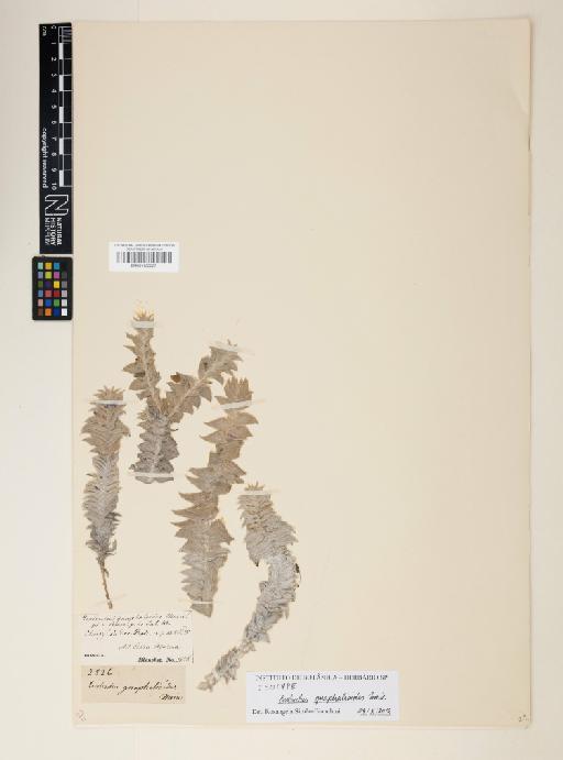 Evolvulus gnaphalioides Moric. - 001122227