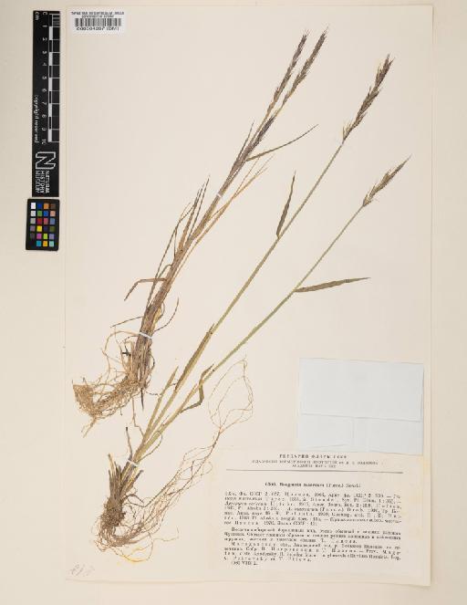 Elymus macrourus (Turcz.) Tzvelev - 000064267