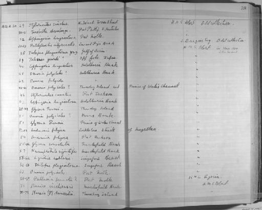 Nereis dumerilii Audouin and Milne Edwards - Zoology Accessions Register: Annelida & Echinoderms: 1924 - 1936: page 38