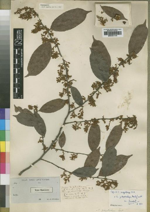 Cleistanthus polystachyus - BM000911103