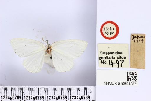 Corycia virgo Butler, 1878 - NHMUK010894287_C_virgo_T_dorsal_and_labels