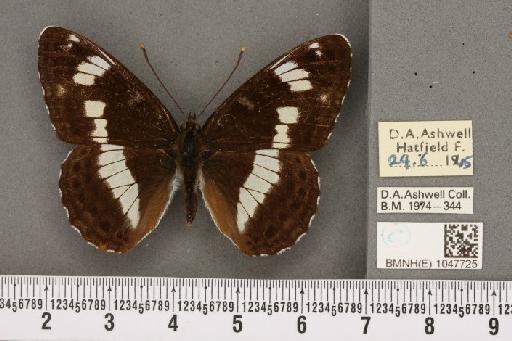 Limenitis camilla (Linnaeus, 1764) - BMNHE_1047725_42672