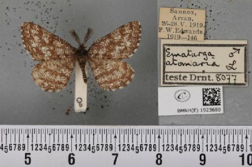 Ematurga atomaria (Linnaeus, 1758) - BMNHE_1923680_488264