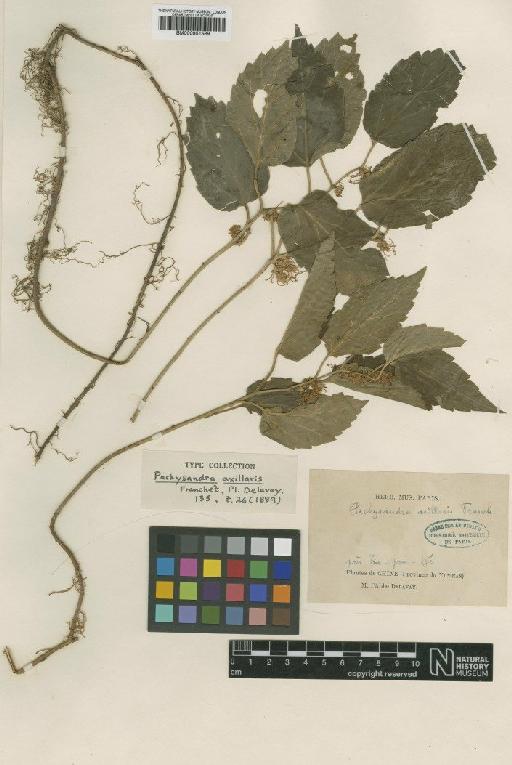 Pachysandra axillaris Franch. - BM000951589