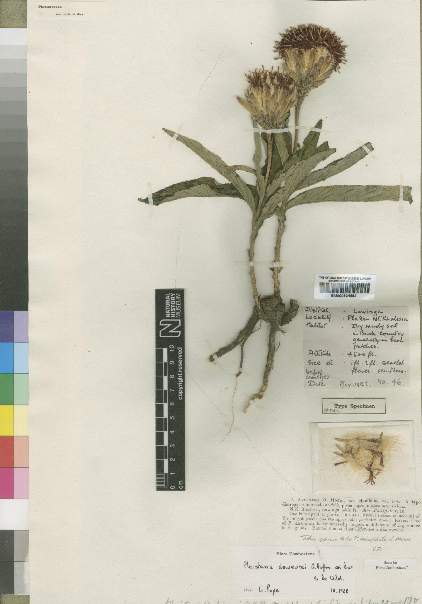 To NHMUK collection (Pleiotaxis antunesii var. planifolia Moore; Type; NHMUK:ecatalogue:4553736)