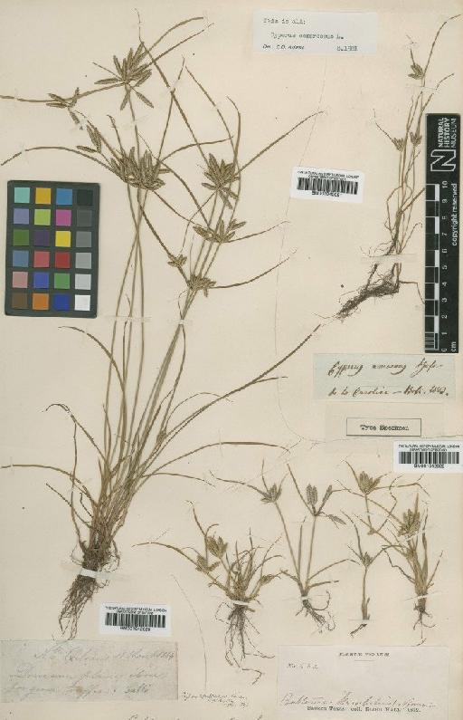 Cyperus compressus L. - BM001042021