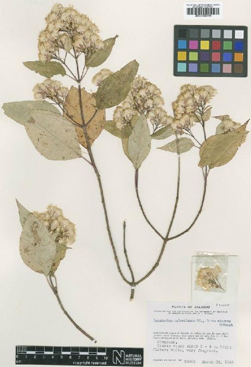 Ageratina mairetiana (DC.) R.M.King & H.Rob. - BM001009448