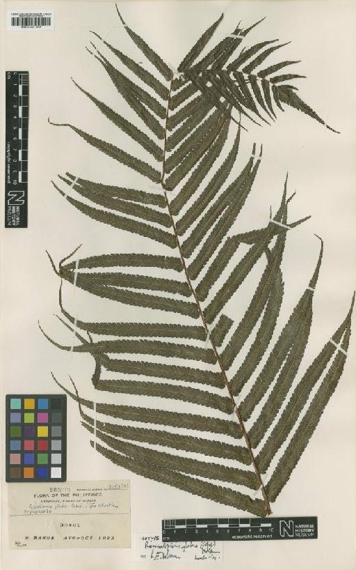 Pneumatopteris glabra (Copel.) Holttum - BM001021956