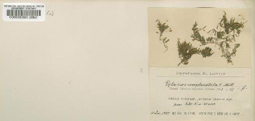 Entodon complanatulus (Müll.Hal.) M.Fleisch. - BM000555920