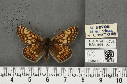 Euphydryas aurinia (Rottemburg, 1775) - BMNHE_1108362_48754