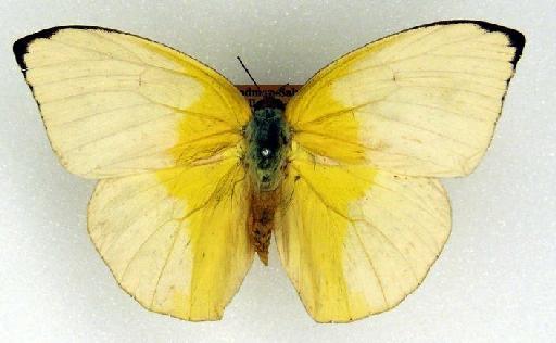 Catopsilia pomona Fabricius, 1775 - Catopsilia pomona (Fab.) 1054827