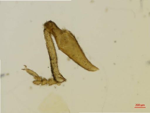 Curculioninae Latreille, 1802 - 010131694__2016_04_28-Scene-05-ScanRegion4