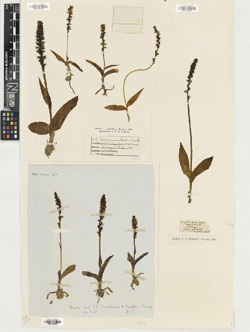 Herminium monorchis (L.) R.Br. - BM001080632