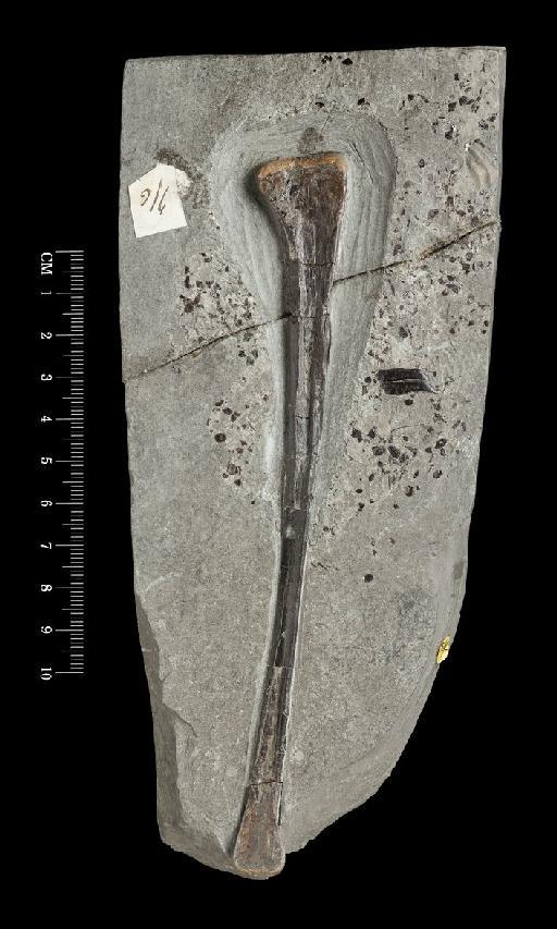Theropoda Marsh, 1881 - R36855 (ex R1595) dinosaur fibula