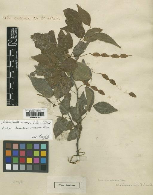 Arthroclianthus andersonii (Seem.) Schindl - BM000797821