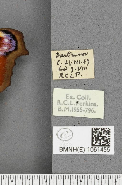 Aglais io (Linnaeus, 1758) - BMNHE_1061455_label_22083