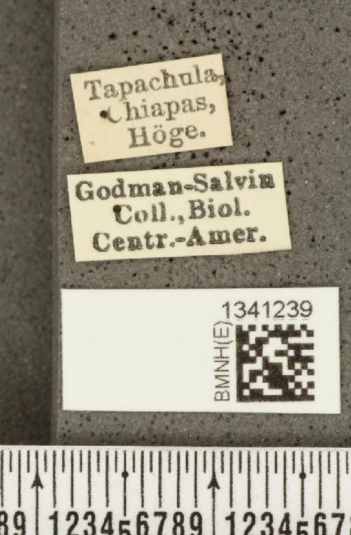 Diabrotica flaviventris Jacoby, 1887 - BMNHE_1341239_label_22965