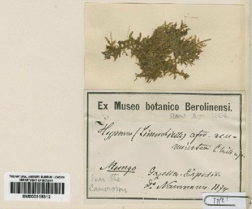 Taxithelium afro-acuminulatum (Müll.Hal.) Paris - BM000919312